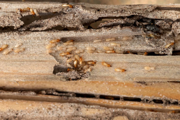 Best Pest Prevention Services  in Alliance, NE